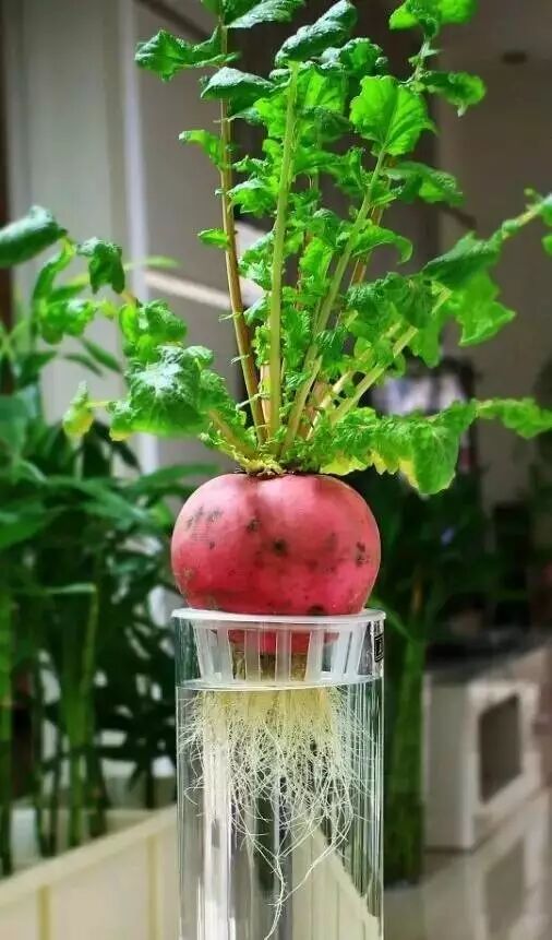Article Images about Regrow Carrot Tops in Just 1cm of Water