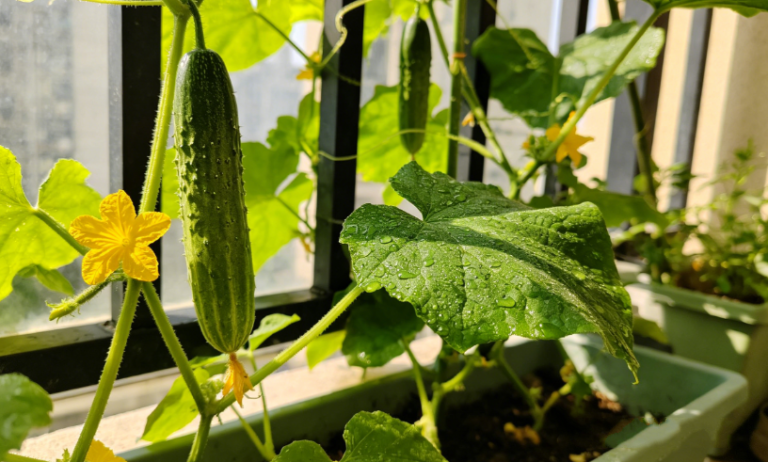 10 Critical Steps to Grow Cucumbers in Containers: The Ultimate Balcony Cheat Sheet for Beginners