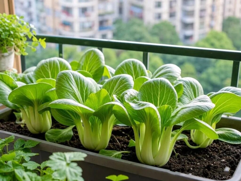 Pak Choi: Highly Cold-Tolerant—Plant in September to Harvest Through Early Winter